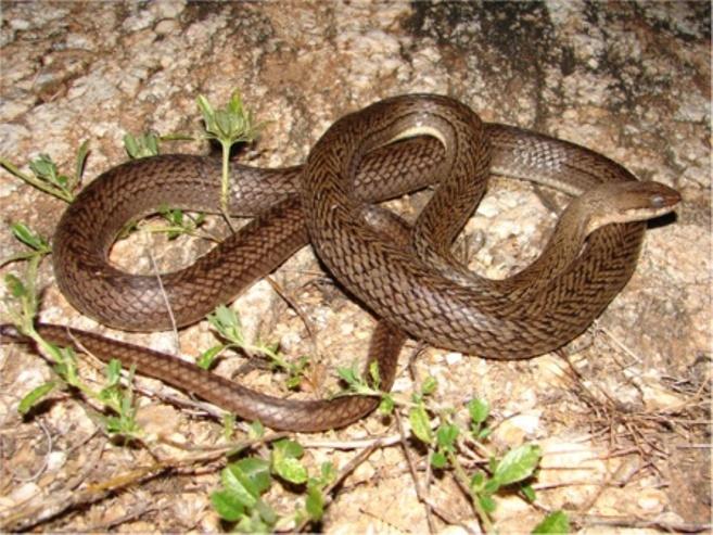 Comments: A small sized snake with a wide distribution in Caatinga biome [118]. This species is diurnal with terrestrial activity feeding on small frogs and also tadpoles.