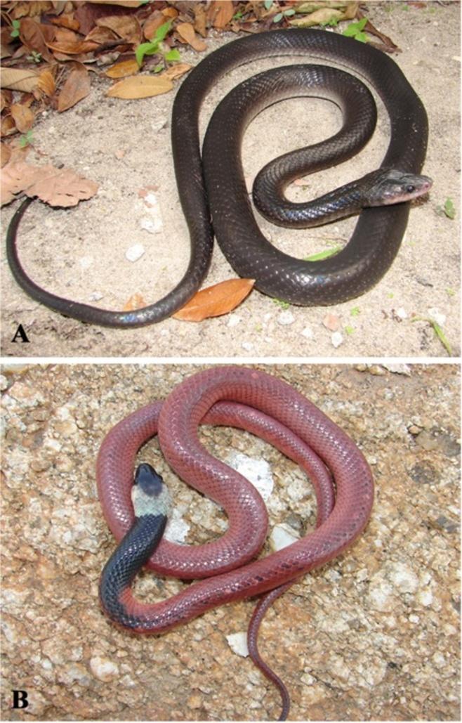 Comments: A medium sized snake distributed widely in South America; has been recorded in forest and open vegetal formations such as Atlantic forest and Caatinga [114].