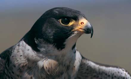 PEREGRINE FALCONS provision of artificial nest sites on built structures Advice note for