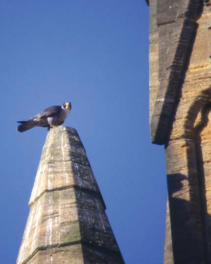 Artificial nesting opportunities for peregrines can also be considered at the design stage of new building projects.