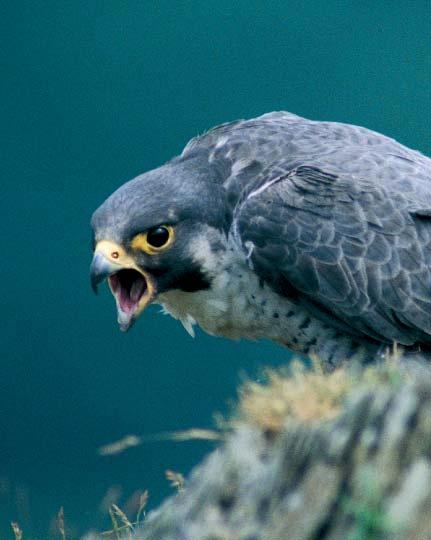J L Roberts (rspb-images.com) Additional considerations Mess Peregrines feed solely on birds, all of which are caught in flight but consumed in safety on a regular perch.