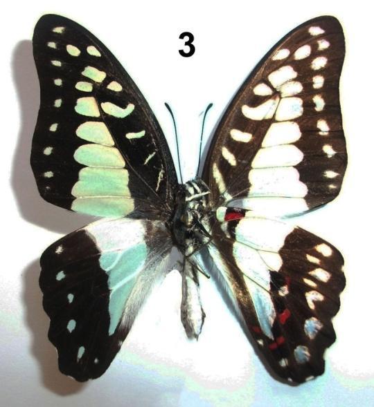 Graphium eurypylus subspecies with at each picture upperside (left)