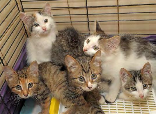 ISSUE 8: ANIMAL DESEXING Unwanted litters of kittens cause significant overcrowding at local shelter facilities. Dumped kittens can also turn into feral cats, posing a threat to our local wildlife.