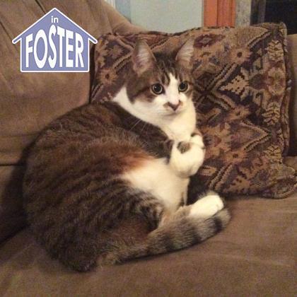 When and why do cats go to foster?