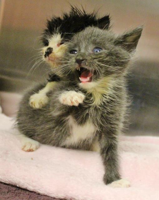 Orphan kittens require more