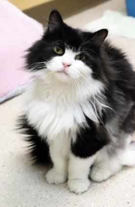 Mork Female, 10 years old Surrendered
