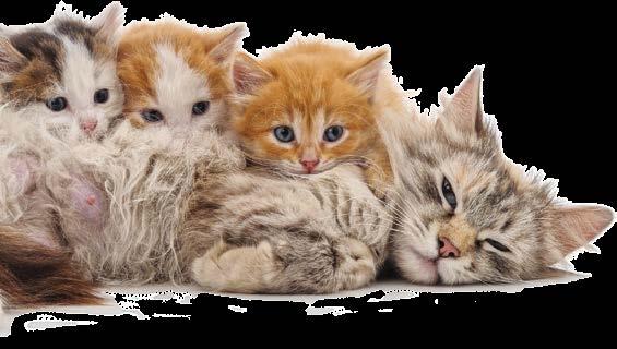 Mom Knows Best Kitten Season 2017 is about to begin in Palm Beach County. Here is what you can do to help save lives.