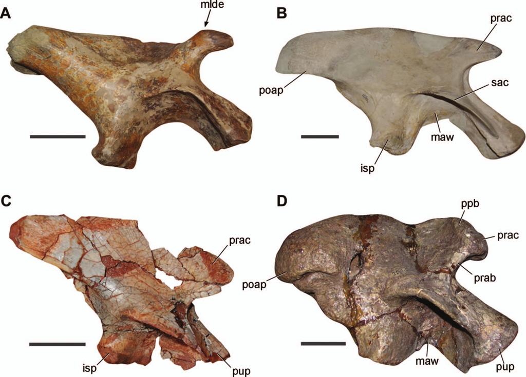 6 JONATHAS S. BITTENCOURT ET AL. ALCHERINGA depression is as broad as long and splits the ginglymoid articulation ventrally. Discussion Most of the preserved bones of MN 1326-V are not informative.