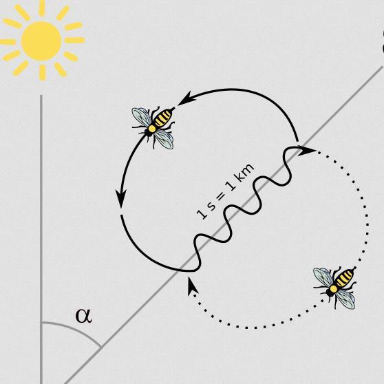 Waggle Dances Bees have an internal qualitative knowledge of nest properties. A waggle dance circuit consists of a waggle run and a return.
