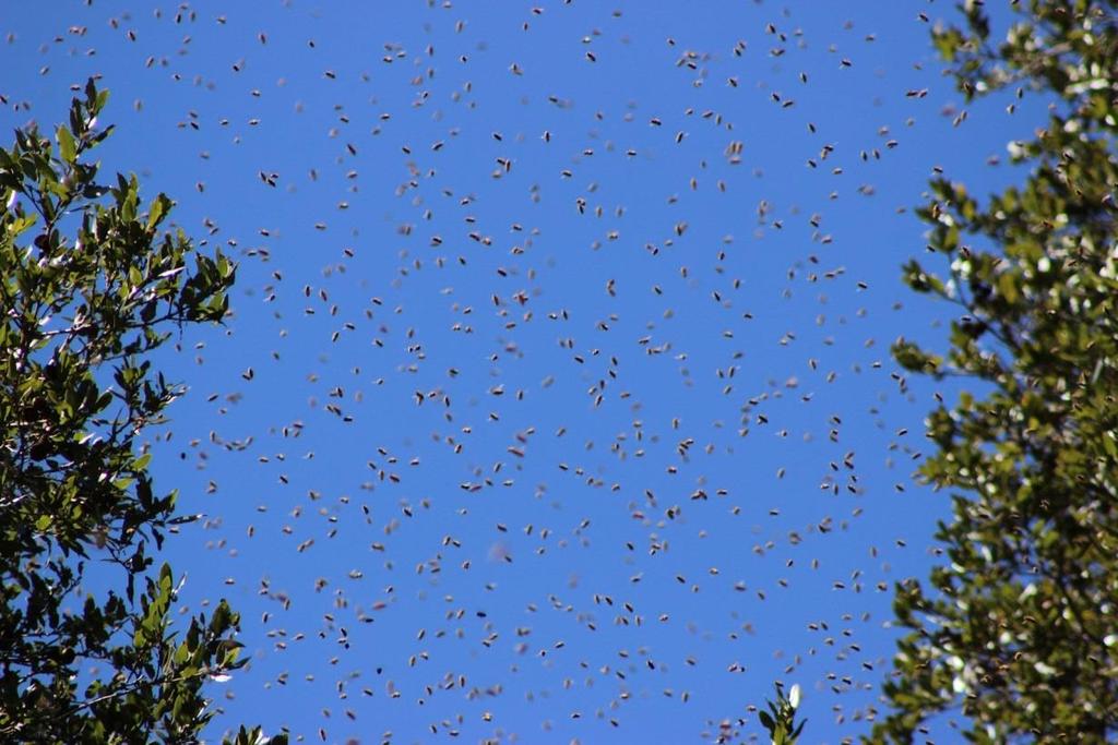 Swarm Flight Guidance Foragers and scouts navigate using the sun as a guide. A swarm of ~11,500 bees create a cloud that measures roughly 10m long, 8m wide, 3m tall at a height 2m off the ground.