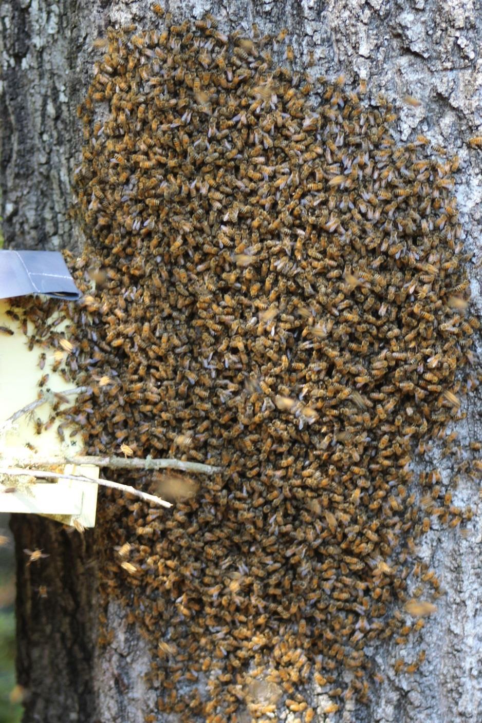 Swarm Flight Guidance cont d As only 3-4% of the bees know the location of the new nest site, the swarm must be relying on the scouts to get them there, but how?