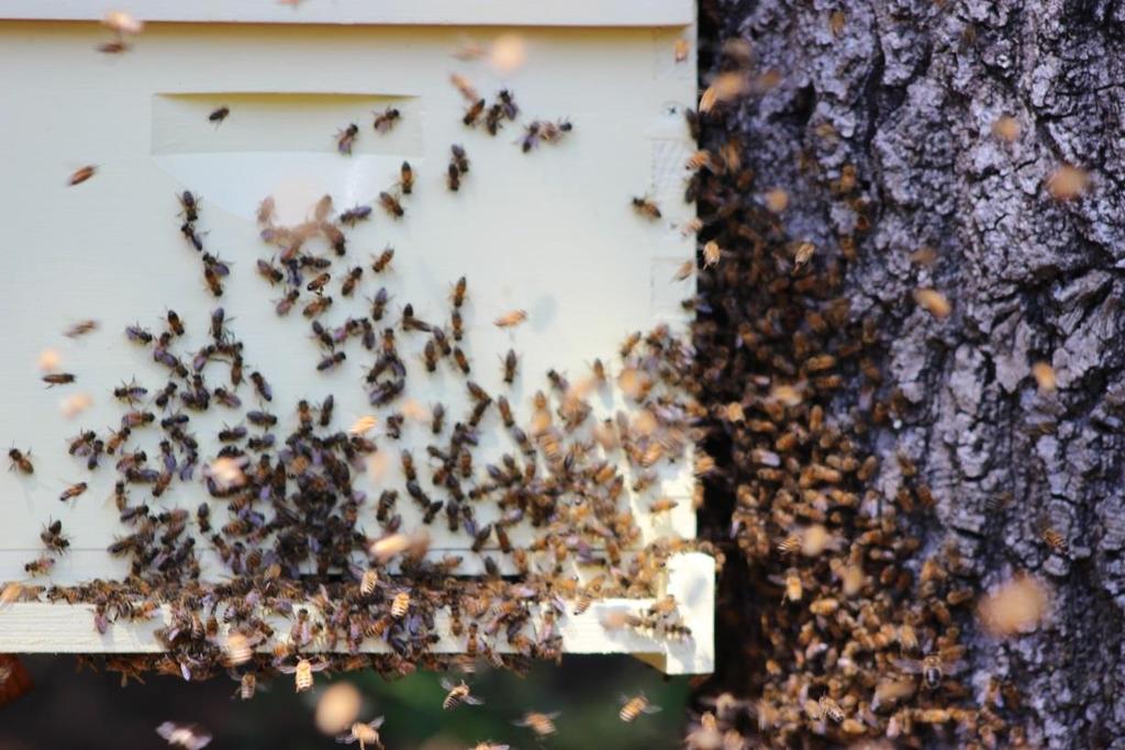 Unanswered Questions What happens without the streaking bees? Once a swarm is moving, how do they slow down? How do streaker bees perform their flights?