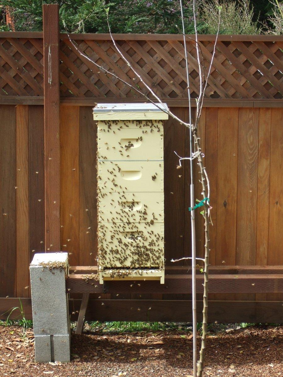Swarms Honeybee colony reproduction What triggers a swarm?