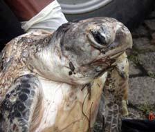 dead in Seychelles First Olive Ridley