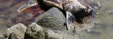 forage Leatherback (Dermochelys coriacea):