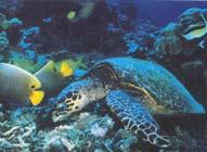 Gov t to ending trade in Hawksbill Shell Turtles Important for Ecosystem Health