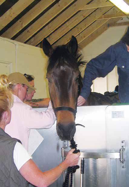 van Eps of the Australian Equine Laminitis Research Unit at the University of Queensland into the benefits of cryotherapy for prevention of laminitis in the Distal Limb during the developmental stage