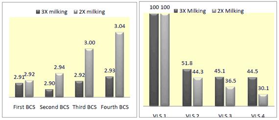 concussions caused by the third phalanx would be decreased. Visual locomotion score and BCS of the entire milking herd were performed by two trained veterinarians.