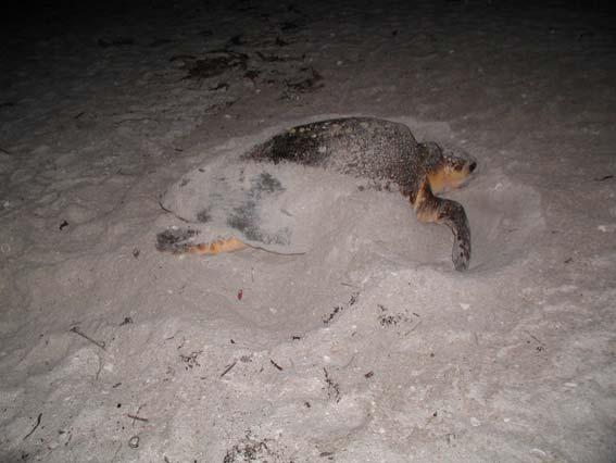 Sea Turtle Monitoring, Nest Evaluation, and Protection Measures for Lido Key 2006 SUBMITTED TO: City of Sarasota