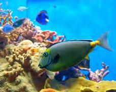 Fish Fish live in the water. They breathe in the water. They swim in the water. Fish can hear sounds in the water. They can hear sounds made in boats. All fish do not look the same.