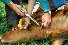 If a broken needle cannot be removed at the farm, contact a veterinarian immediately to have the needle surgically removed.