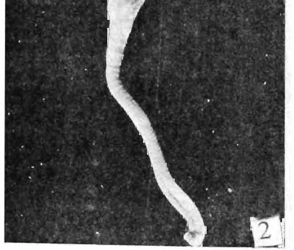 WATERS, INDIA. Occurrence,of a porceuanid,crab,.polyonyx sp. (Fig.