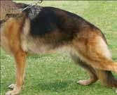 In the current bloodlines in Germany, and also of our locally bred dogs, there is an issue with size, set and placement of ears.