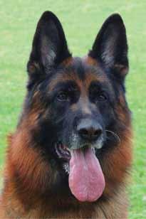 GSDCA youth education Head, Eyes & Ears In this edition the youth page is switching its attention to the structure of the German Shepherd Dog.