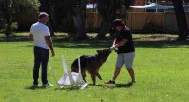WORKING assessments The dog should be able to play with and retrieve a toy. The handler is allowed to encourage the dog to take part in this exercise.