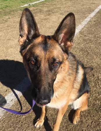 OTHER news GSDCA database to the rescue On the Saturday afternoon of the recent National, I received a call from my mate Jay back in Melbourne who had discovered a wandering GSD out the front of his