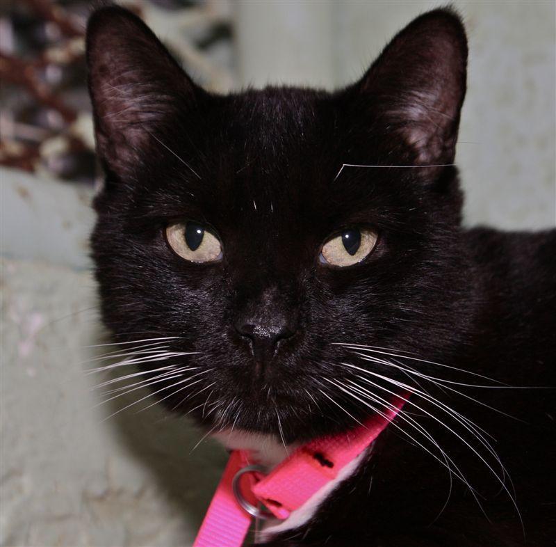 Meet "Whiskers" Whiskers is sweet senior looking for a home! She was found as a stray on Duval Street and her owner could not be found.