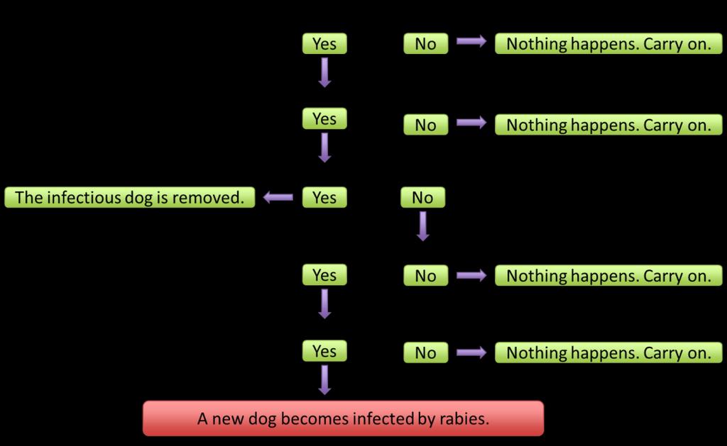 Figure 2: A flow chart of the transmission process with human intervention Human intervention occurs only after a dog has bitten another dog.