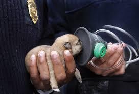 There are pet oxygen masks available for