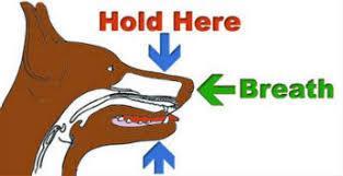 Procedure to ventilate (if the rescuer is comfortable doing so) Dogs: Hold the dog s mouth closed and