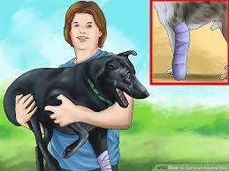 Picking up an injured dog or cat: Medium large dogs should be picked up using both arms. One arm around the dog s front legs and the other arounds its hind legs. Scoop and cradle as you carry.