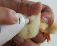 can provide useful information about uniformity of temperature and environmental conditions during transport and chick condition upon arrival.