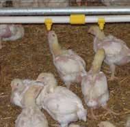 Rearing (0-105 days/0-15 weeks) A visual assessment of every feed delivery should be made. The feed should be assessed on its physical quality, color, appearance, and smell.