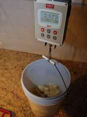 Monitoring Broiler Breeder Growth Figure 70: Examples of a print-out from an automatic weigh scale (metric and imperial). CURRENT DATA METRIC TOTAL WEIG HE D: 79 AVERAGE WEIGHT: 0.471 DEVIATION: 0.