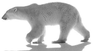 Polar Bears The polar bear is the largest bear and the largest land-dwelling carnivore on Earth. It is easily identified by its white or yellow-white fur that camouflages it in snowy surroundings.