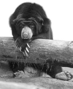 Their favorite food is termites. A sloth bear has a long snout that it uses to suck out these insects from their nests. These bears also eat fruit, berries, and honey.
