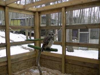 Misty actually shares an enclosure with Gus, another one of our Barred Owls.