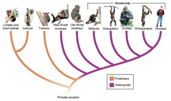 Molecular evidence Primate chromosomes closely related species tend to be found in the