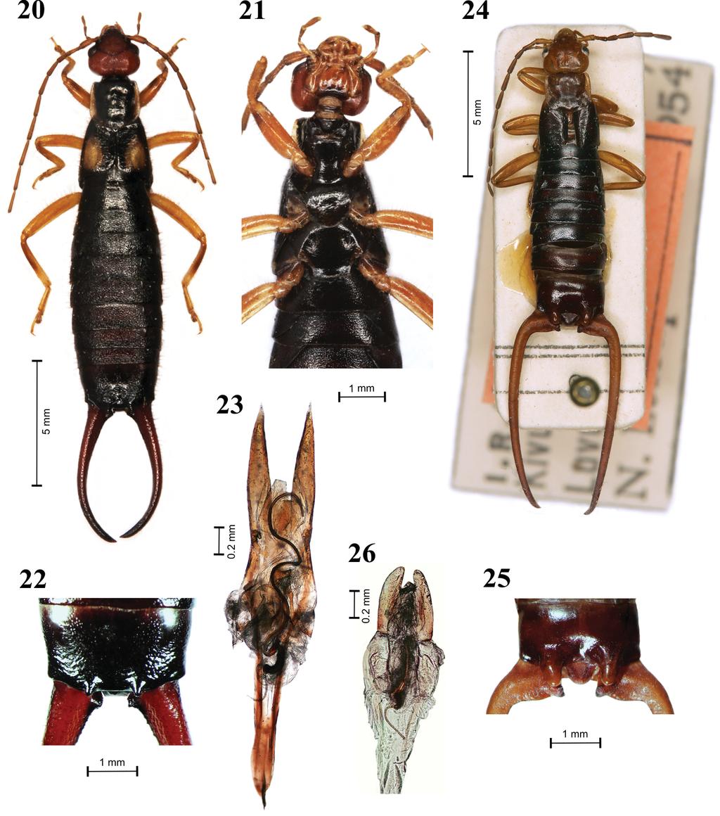 Acta Entomologica Musei Nationalis Pragae, 54 (supplementum), 2014 15 Figs 20 26. Guanchia sokotrana (Burr, 1905) comb. nov. (20 23) and Guanchia bituberculata (Brindle, 1966) stat. restit. (24 26).