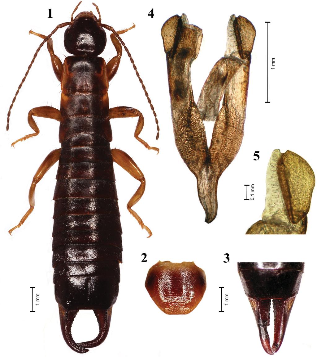 6 KOČÁREK: Earwigs (Dermaptera) of Socotra Island widened abdomen; male tergites 7 9 are rugoso-striate at the sides, and each has a low blunt rugoso-striate lateral longitudinal ridge; the parameres