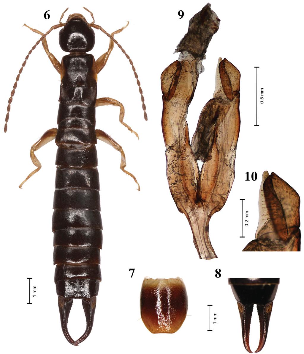 Acta Entomologica Musei Nationalis Pragae, 54 (supplementum), 2014 7 Socotralabis bezdeki sp. nov. (Figs 6 10, 29) Type locality. Yemen, Socotra Island, Hagher Mts., Scand Mt., 12 34.6 N, E54 01.