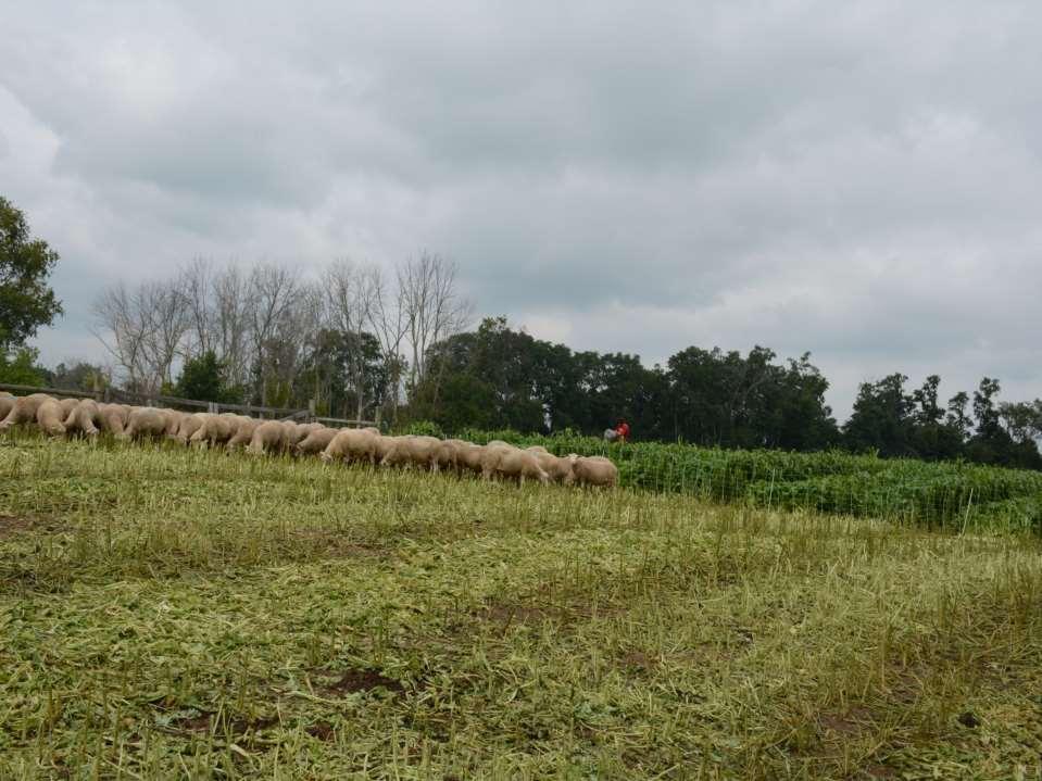 Ewes flushed by grazing on annual forage strips of BMR sudan grass and forage brassica hybrids (chinese cabbage
