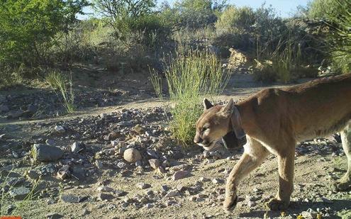 In Big Bend National Park, mountain lions live in both the high Chisos Mountains and the desert lowlands. In the deserts, the cats prey largely on javelinas. contribute to lion-human interaction?