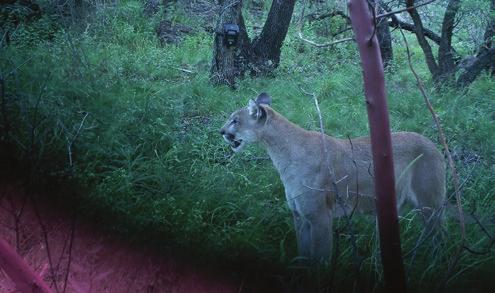 Ultimately, the enlarged study slated to run at least another three years will provide the most comprehensive look ever into how West Texas pumas relate to prey, their habitat and one another.