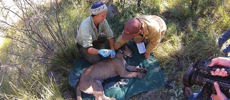 Wildlife biologists examine an adult female mountain lion during an ongoing study about the cats. one focus of our research which can help us identify these areas of potential conflict.