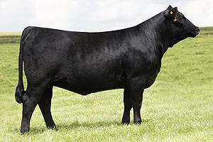 Beef Cattle Breeds Angus Black Polled From
